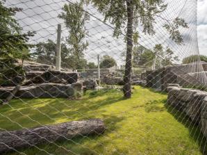 Pantery śnieżne ponownie w warszawskim zoo