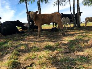 Skradzione bydło w miejscowości Bedoń Nowy w woj. łódzkim. Pokrzywdzony farmer prosi o pomoc ekipę Krzysztofa Rutkowskiego!