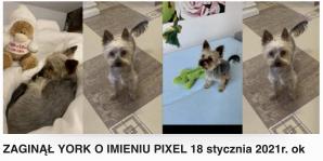 [VIDEO] Maja Rutkowski wraz z synkiem pomaga właścicielom odnaleźć zaginionego Yorka