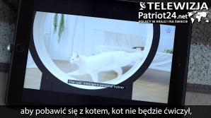 [VIDEO] Koreańska firma chce rozwiązać problem nadwagi u domowych kotów. Ponad połowa z nich ma zbyt dużą masę ciała