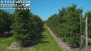 [VIDEO] Polska wciąż w czołówce największych producentów jabłek na świecie, po Hiszpanii i Włoszech, a przed Francją i Grecją w UE. Naszej pozycji zagrażają jednak konkurenci z Ukrainy i Turcji oraz rosnące koszty produkcji