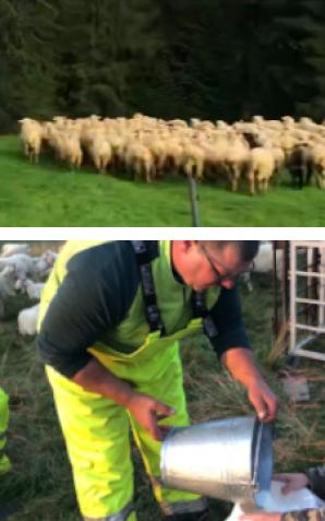 [VIDEO] PATRIOT24 REKOMENDUJE WYPOCZYNEK: Doimy owce i robimy góralskie sery w Dolinie Chochołowskiej! 