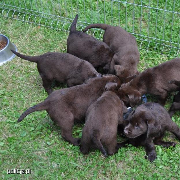 Policjanci uratowali 8 szczeniaków zamkniętych w bagażniku