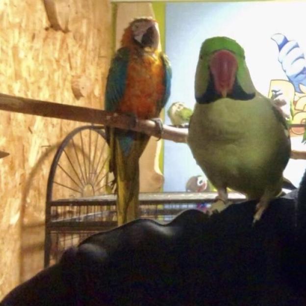 [VIDEO] Stop bezmyślnemu papugowaniu! PORANNIK24 - 10.09.2022- Poranny Dziennik Patriot24.net - prezentuje Robert Rewiński - Redaktor Naczelny