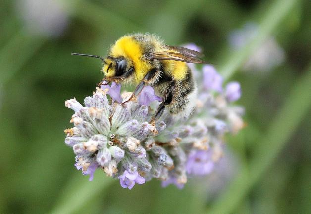 Pszczoły zapylają 70 proc. gatunków roślin, które gwarantują 90 proc. pożywienia