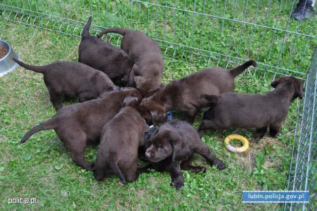 Policjanci uratowali 8 szczeniaków zamkniętych w bagażniku